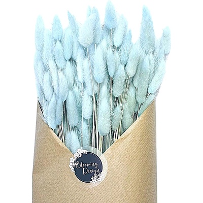 Sušený lagurus (králičí ocásek) baby blue 45g
