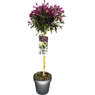 Vajgélia na kmienku tmavočervená FloraSelf Weigela florida 'Minor Black' výška kmeňa 50 cm kvetináč 3 l