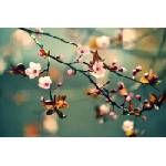 DIMEX ART Флизелинов фототапет японски черешов цвят 375 x 250 см