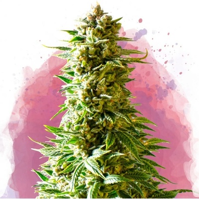 Nirvana Northern Lights semienka neobsahujú THC 10 ks