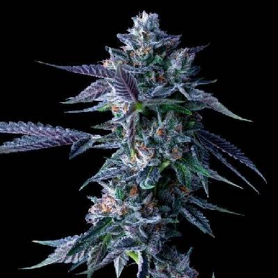 DNA Genetics Chocolope semena neobsahují THC 10 ks