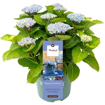 Magical® Revolution Blue -Magical® - Хортензия Мacrophylla