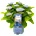 Magical® Revolution Blue -Magical® - Хортензия Мacrophylla