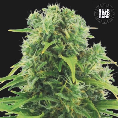 Bulk Seed Bank Auto Northern Light semienka neobsahujú THC 100 ks