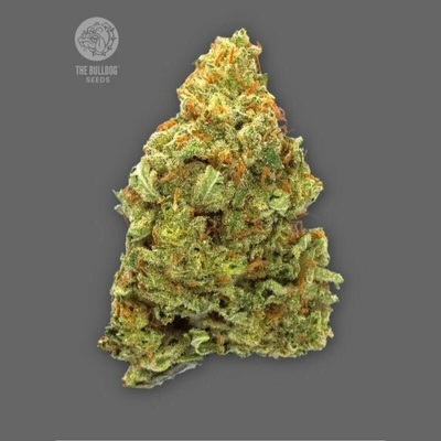 The Bulldog Seeds Lemon Haze Auto semienka neobsahujú THC 3 ks