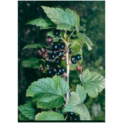 Bylinná lékárna Rybíz černý list Ribes nigri folium 1 kg