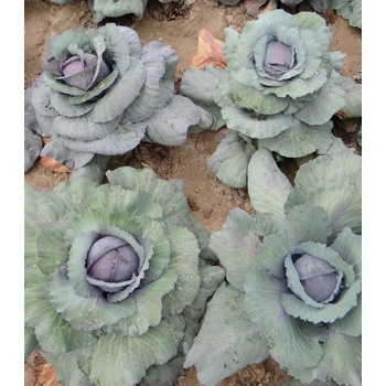 Kapusta Rufus - Brassica oleracea - predaj semien kapusty - 150 ks