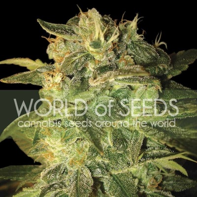 World of Seeds Sugar Mango Ryder Auto semienka neobsahujú THC 12 ks
