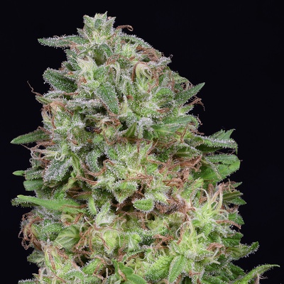 Don Avalanche Seeds Don White Widow semienka neobsahujú THC 5 ks