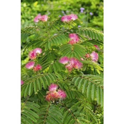 Albízia FloraSelf Albizia julibrissin 'Ombrella' kvetináč 7,5 l ker