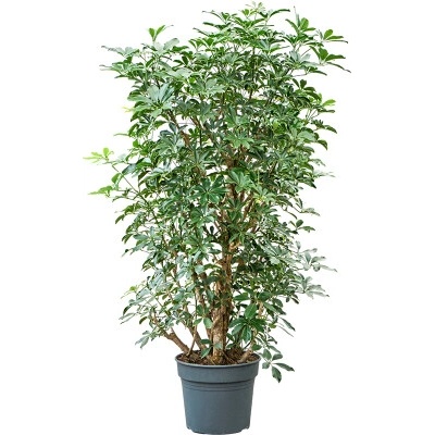 Schefflera arboricola Compacta branched 38x170 cm