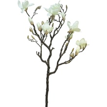 Magnolie - Magnolia větev 'Lisa' krémová 128 cm