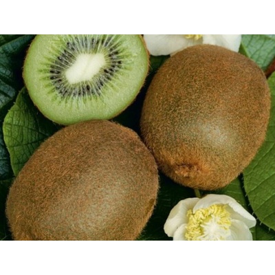Kiwi veľkoplodé Hayward, výška 150-180 cm, kvetináč 3 l