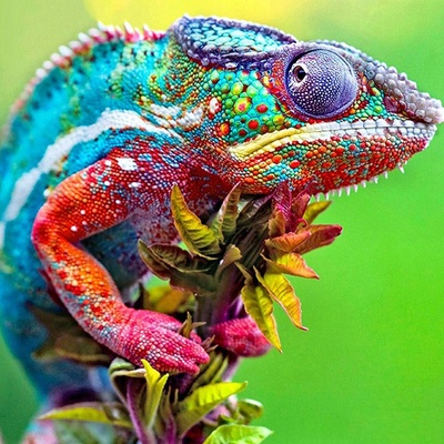 Gaira Diamantové malování Chameleon D2327