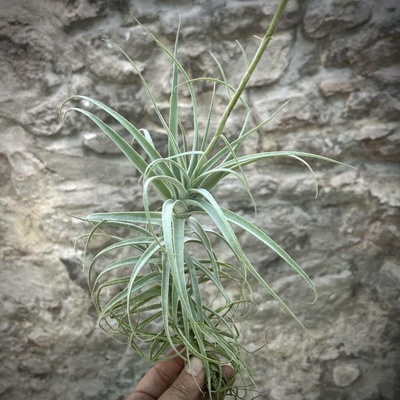 Tillandsia purpurea