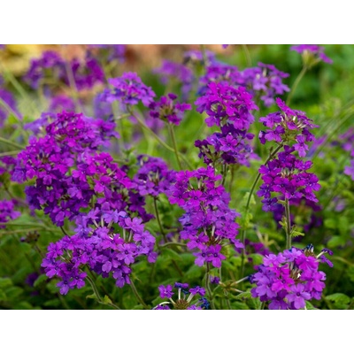 Železník Homestead Purple