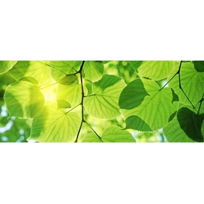 DIMEX ART Панорамни флизелинов фототапет зелени листа 375 x 150 см