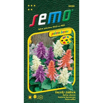 Semo Šalvia žiarivá - zmes 30s - séria Paleta farieb