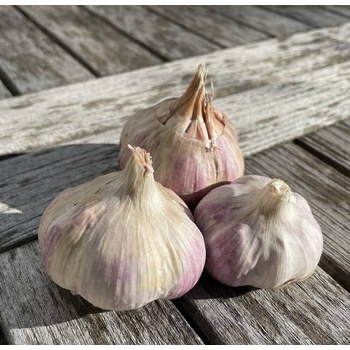 Česnek sadbový Germidour (pytel 16palic)