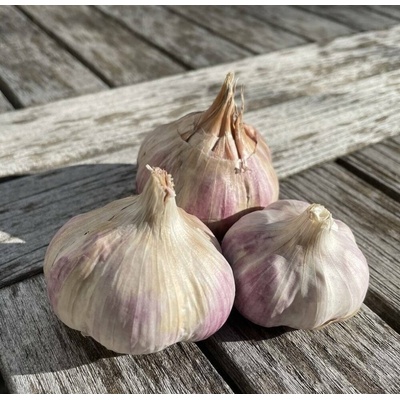 Česnek sadbový Germidour (pytel 16palic)