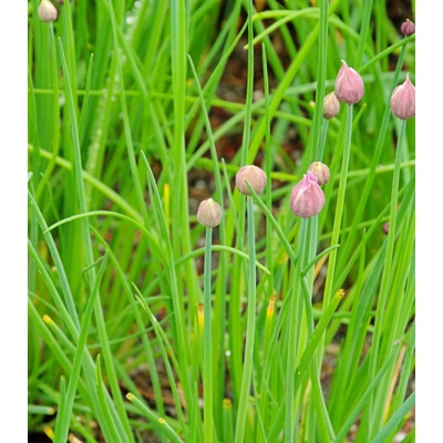 BIO pažítka - Allium schoenoprasum L. - bio semená pažítky - 200 ks