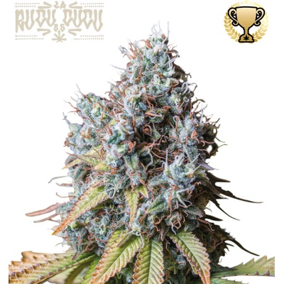 Seedstockers Superior Rucu Cucu OG semena neobsahují THC 3 ks