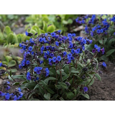 Pľúcnik úzkolistý Blue Ensign - Pulmonaria, kont. 1 l