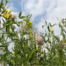 Louka starých časů - osivo Planta Naturalis - směs lučních květin - 10 g