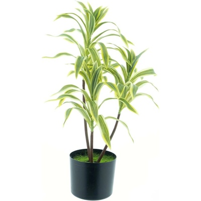 Dračinec - Dracaena v květináči zeleno-žlutý 60 cm