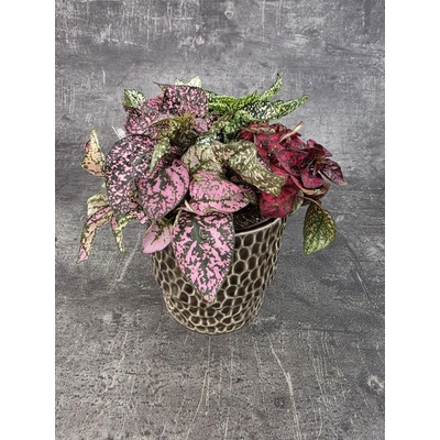 Hypoestes phyll Carnaval Carnival 12 cm