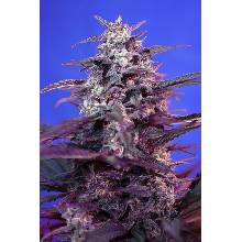 Sweet Seeds Bloody Skunk semena neobsahují THC 5 ks