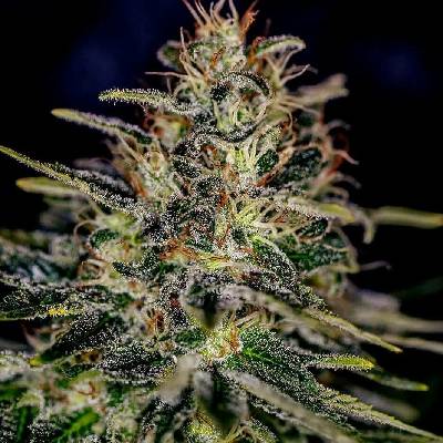 Positronics Lemon Trip semena neobsahují THC 5 ks
