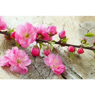 Dimex MS-5-0109 vliesová fototapeta na zeď Sakura rozmery 375 x 250 cm