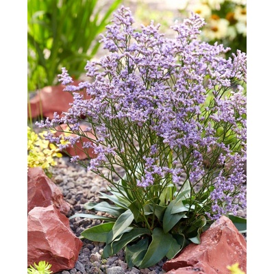 GREENBOSS FLOWER Statice širokolistá 'Limonium latifolium' Průměr květináče: 9 až 12 cm Limonium latifolium