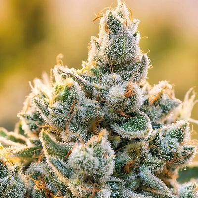 Anesia Seeds Vanilla Frosting semienka neobsahujú THC 3 ks