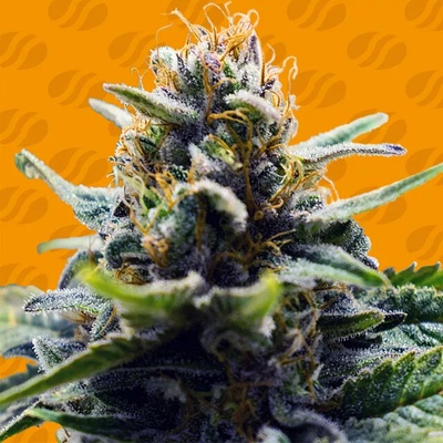 Original Sensible Seeds Blue Zushi semienka neobsahujú THC 10 ks