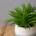 Peperomia Happy Bean