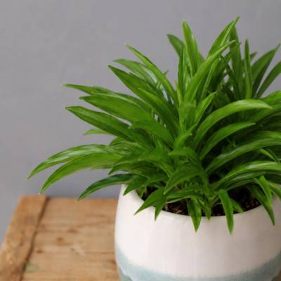 Peperomia Happy Bean