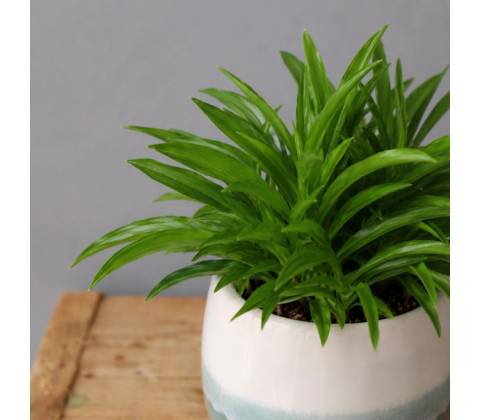 Peperomia Happy Bean