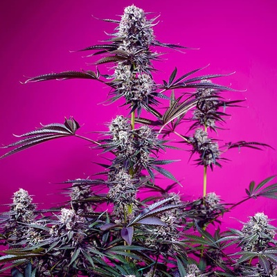 Sweet Seeds Studio 54 Stardust Auto semena neobsahují THC 25 ks
