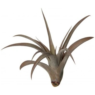 Tillandsia capitata peach red