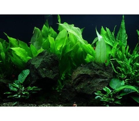 Echinodorus bleherae