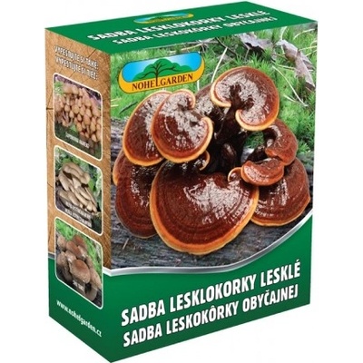 Lesklokorka lesklá 250ml