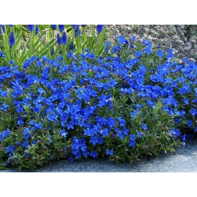 Kamejka Heavenly Blue