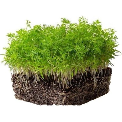 Microgreens Mrkev na microgreens 50 g