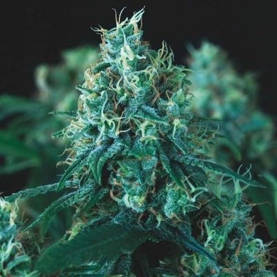 Pyramid Seeds Kryptonite Fast semienka neobsahujú THC 3 ks