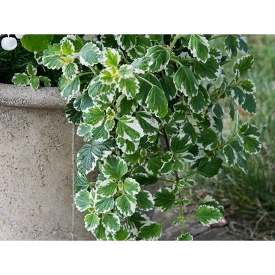Plektrant koleusovitý Variegata