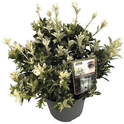 Bršlen japonský FloraSelf Euonymus japonicus 'Pierrolino' výška 25-35 cm kvetináč 5 l