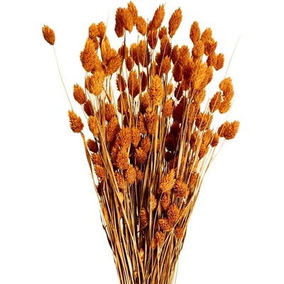 Sušený phalaris kytice/svazek ORANŽOVÝ 50g