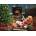 Cobble Hill - Puzzle The Best Christmas Gift - 275 piese